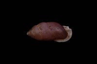 藏品(臺灣豆蝸牛)的圖片